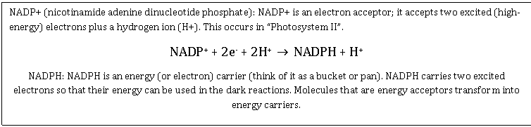 Text Box: NADP+ (nicotinamide adenine dinucleotide phosphate): NADP+ is an electron acceptor; it accepts two excited (high-energy) electrons plus a hydrogen ion (H+). This occurs in Photosystem II. 
NADP+ + 2e- + 2H+     NADPH + H+
NADPH: NADPH is an energy (or electron) carrier (think of it as a bucket or pan). NADPH carries two excited electrons so that their energy can be used in the dark reactions. Molecules that are energy acceptors transform into energy carriers. 
