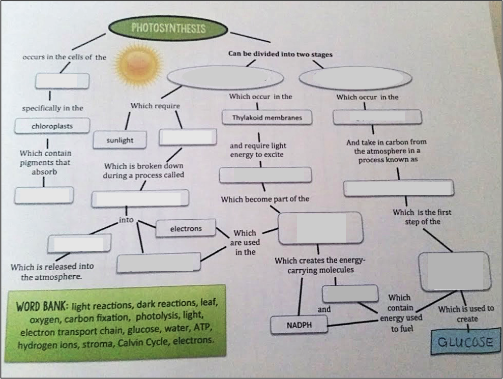 photosynthesis-graphic-organizer