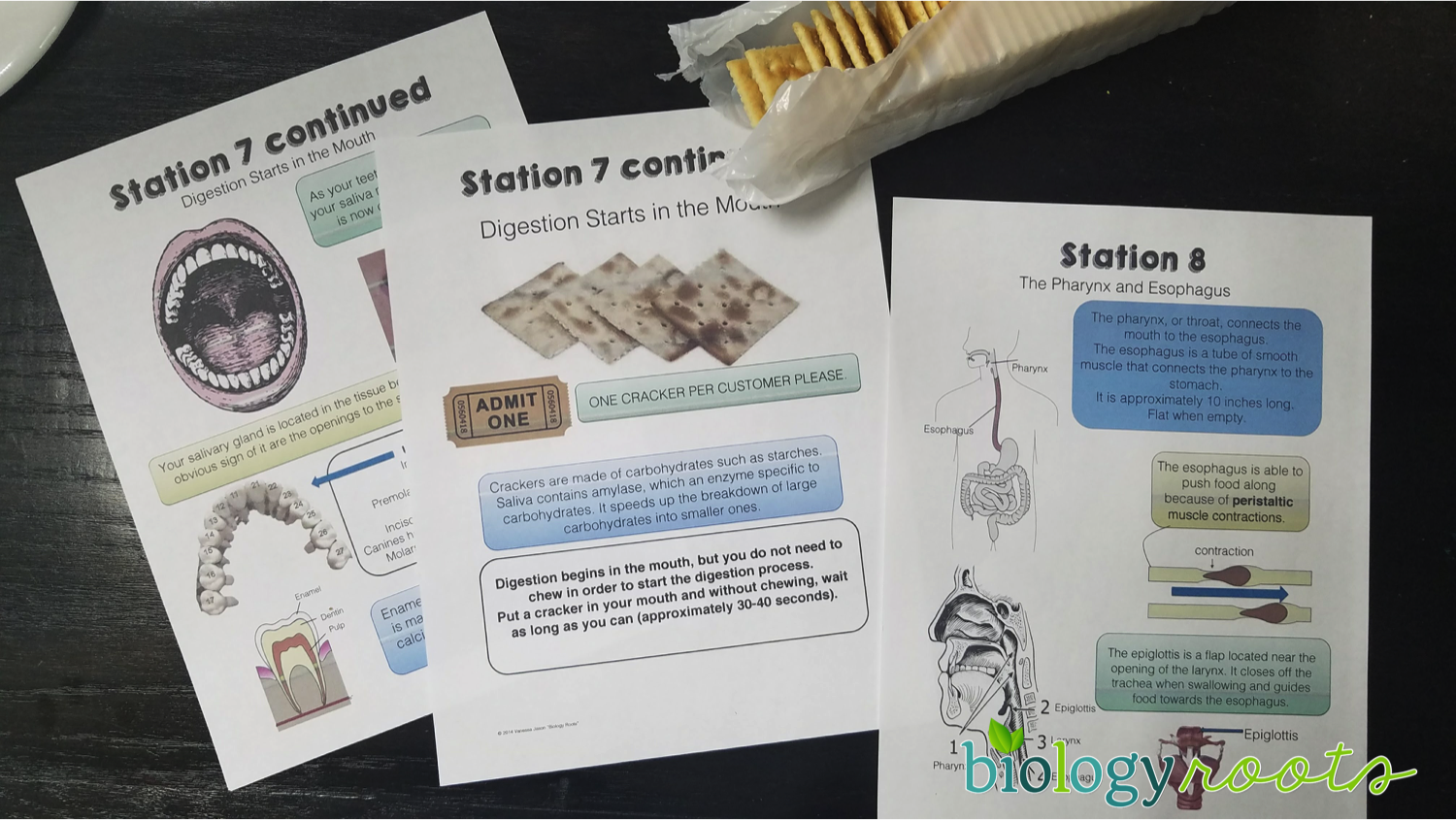 digestive system activity stations lab