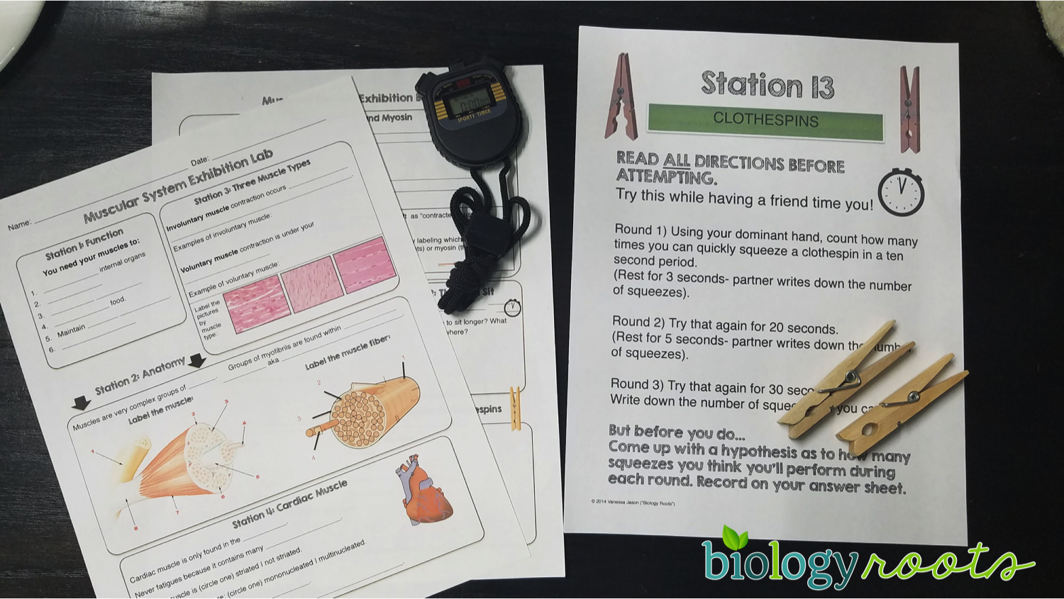 muscular system activity lab stations