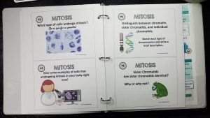 Mitosis task cards