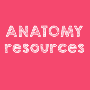 Anatomy