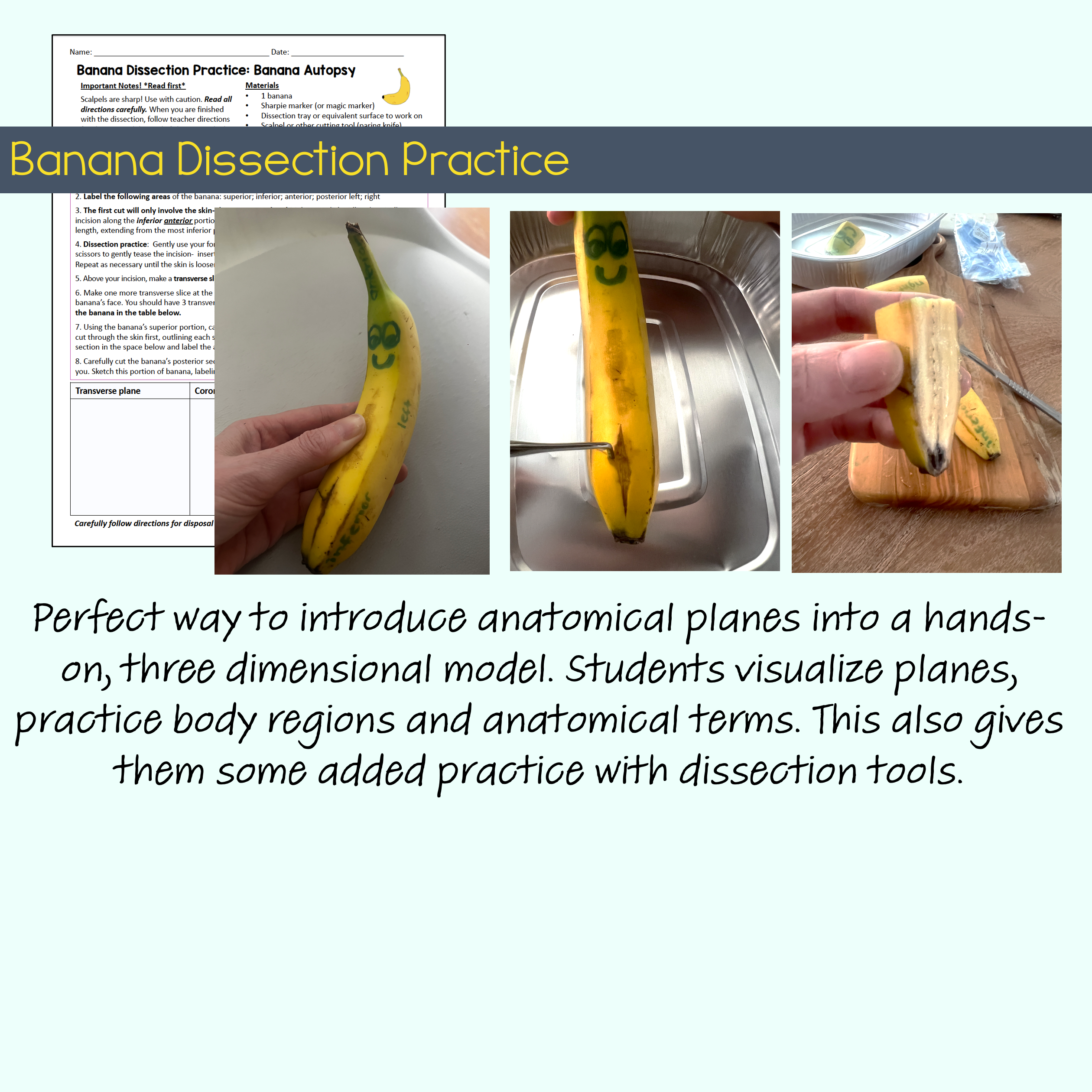 Intro to Anatomy Unit Bundle - Image 10