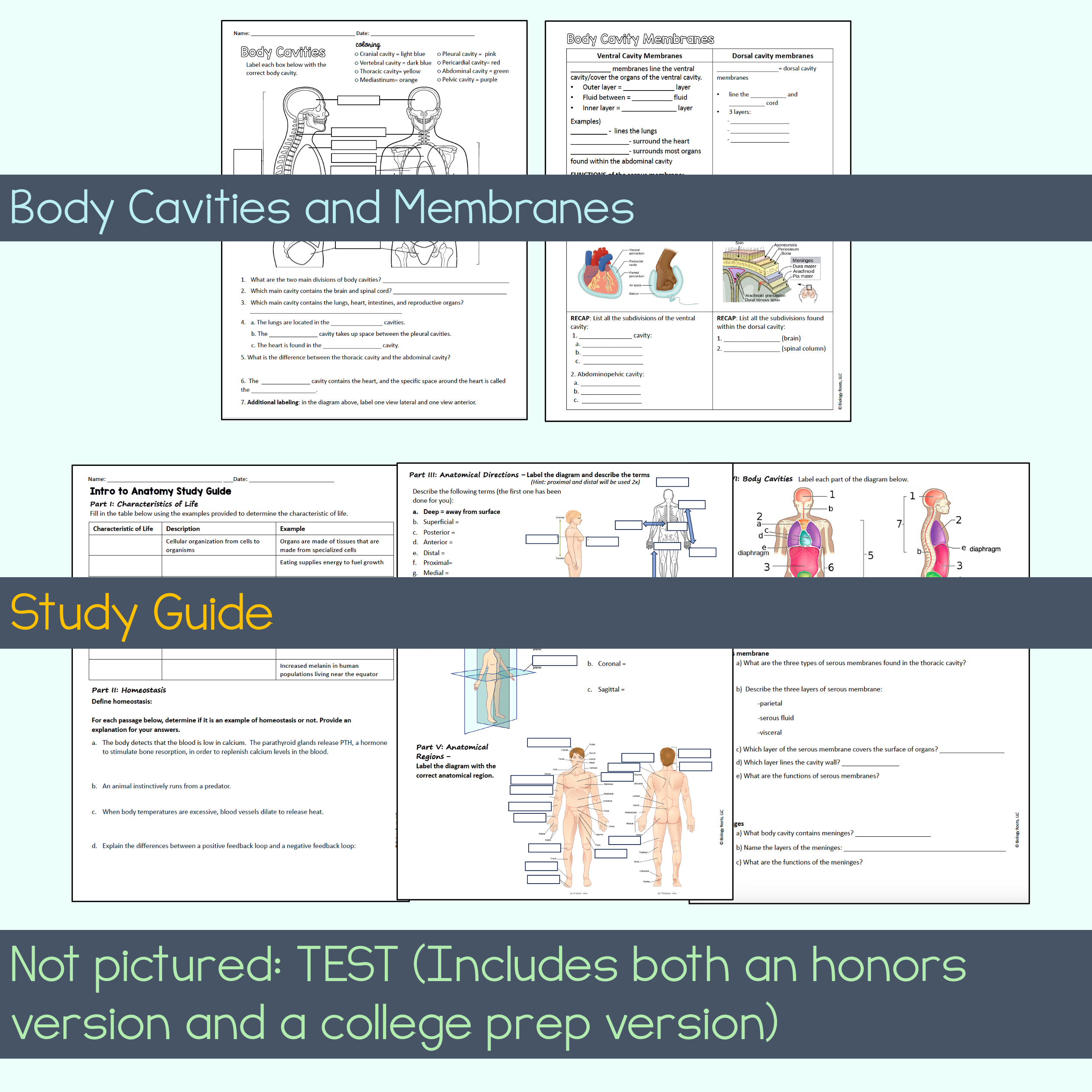 Intro to Anatomy Unit Bundle - Image 11