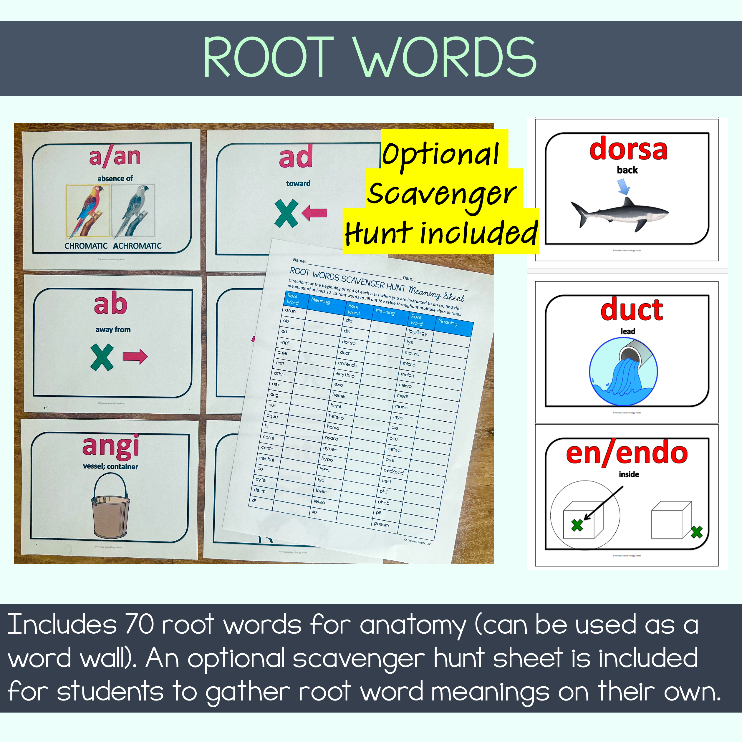 Intro to Anatomy Unit Bundle - Image 3