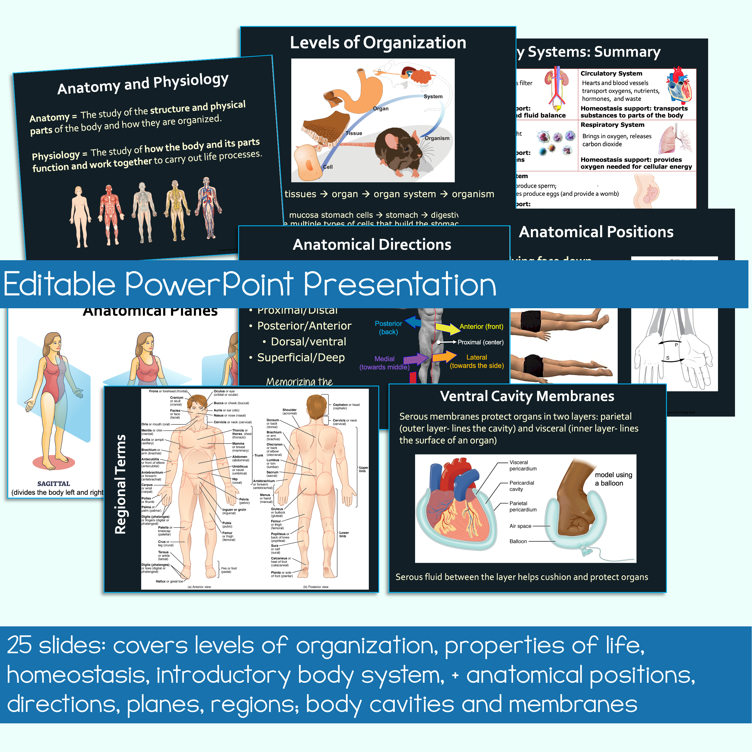 Intro to Anatomy Unit Bundle - Image 5