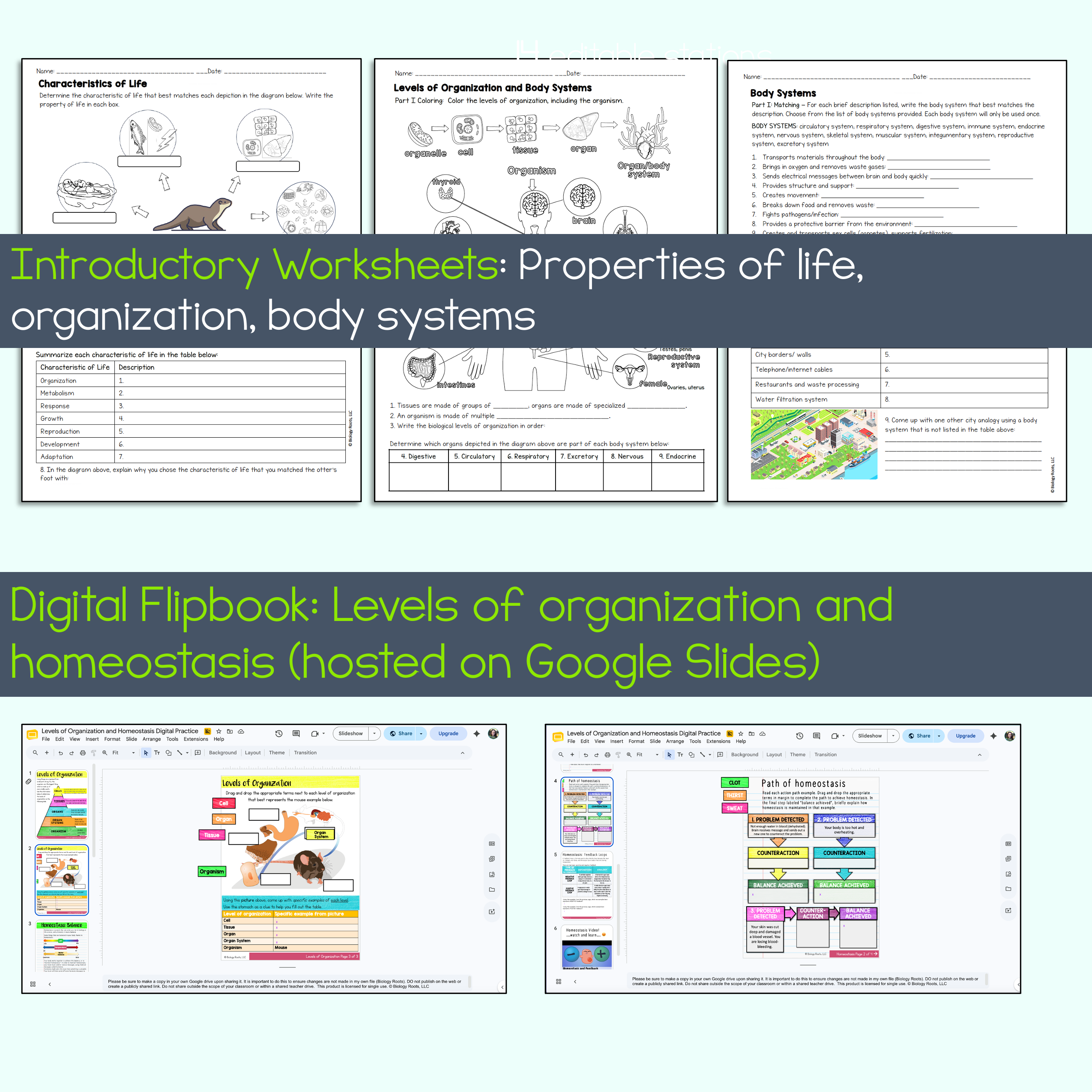 Intro to Anatomy Unit Bundle - Image 7