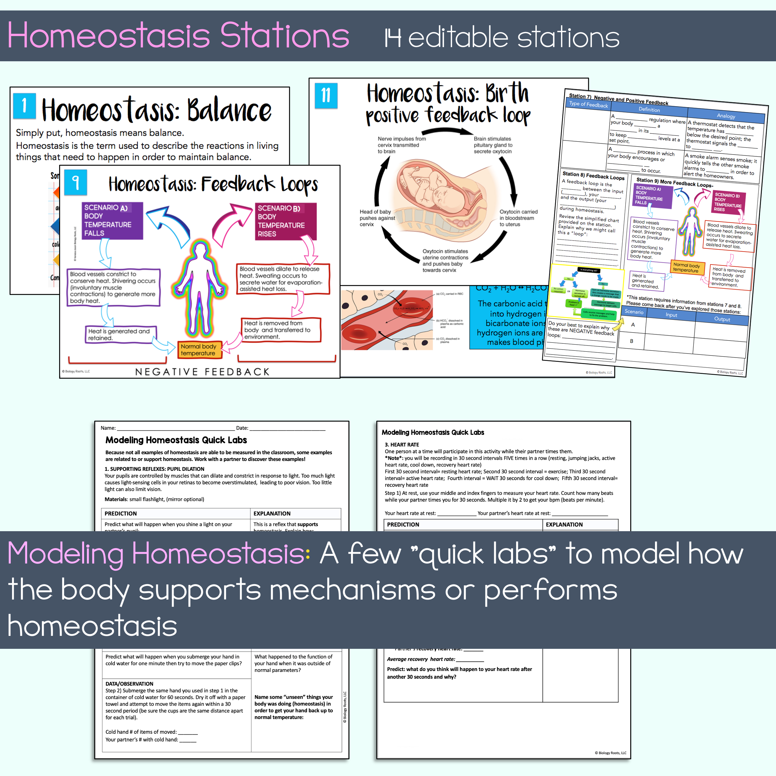 Intro to Anatomy Unit Bundle - Image 8