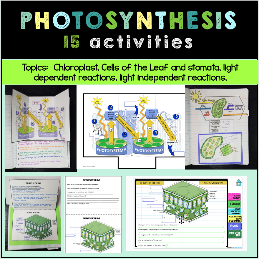 biology interactive notebook