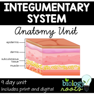 integumentary system lessons bundle