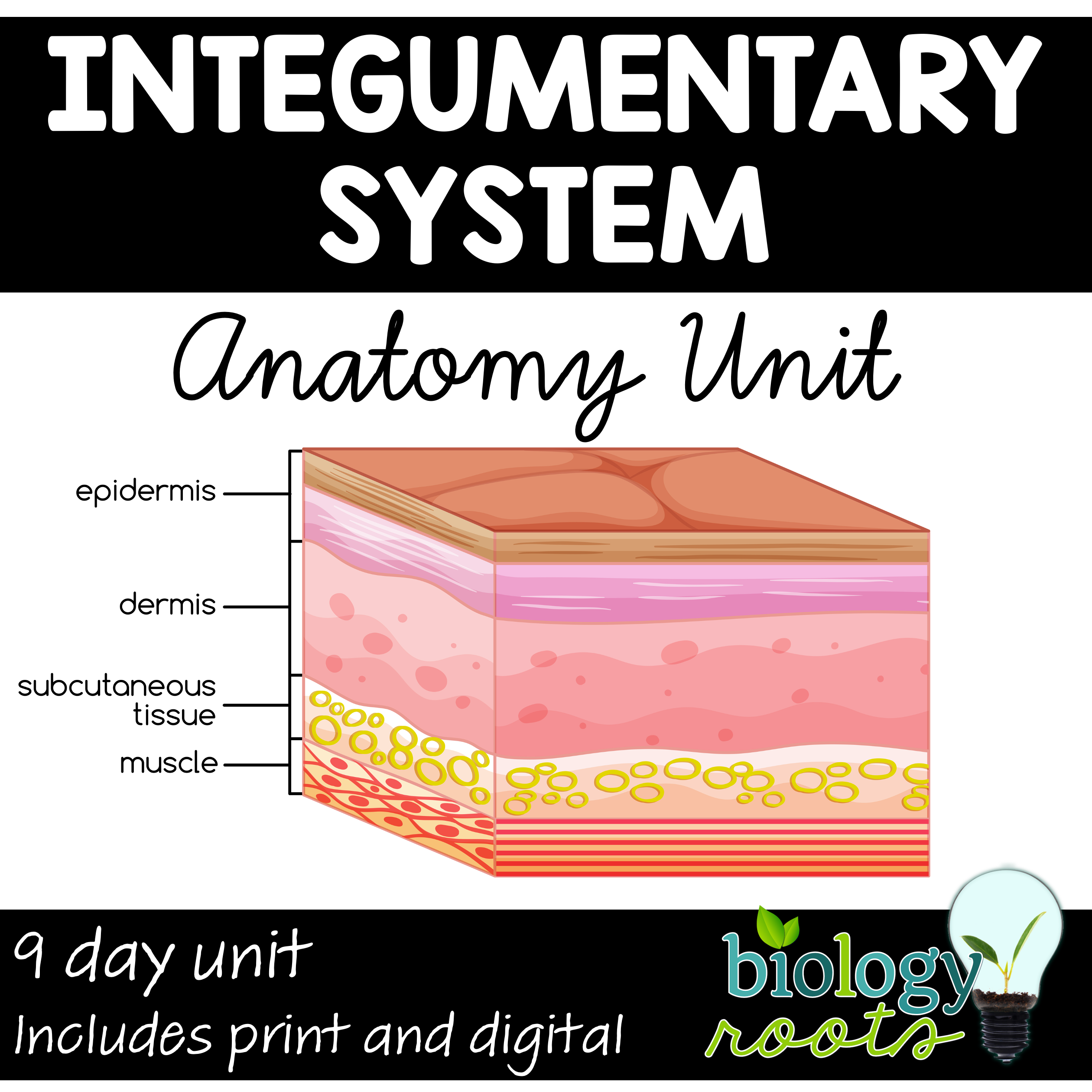 integumentary system lessons bundle