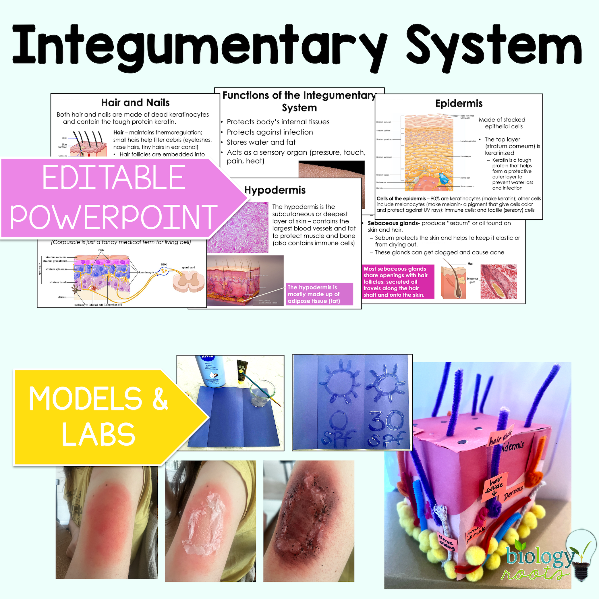 Integumentary System Unit Bundle - Image 3