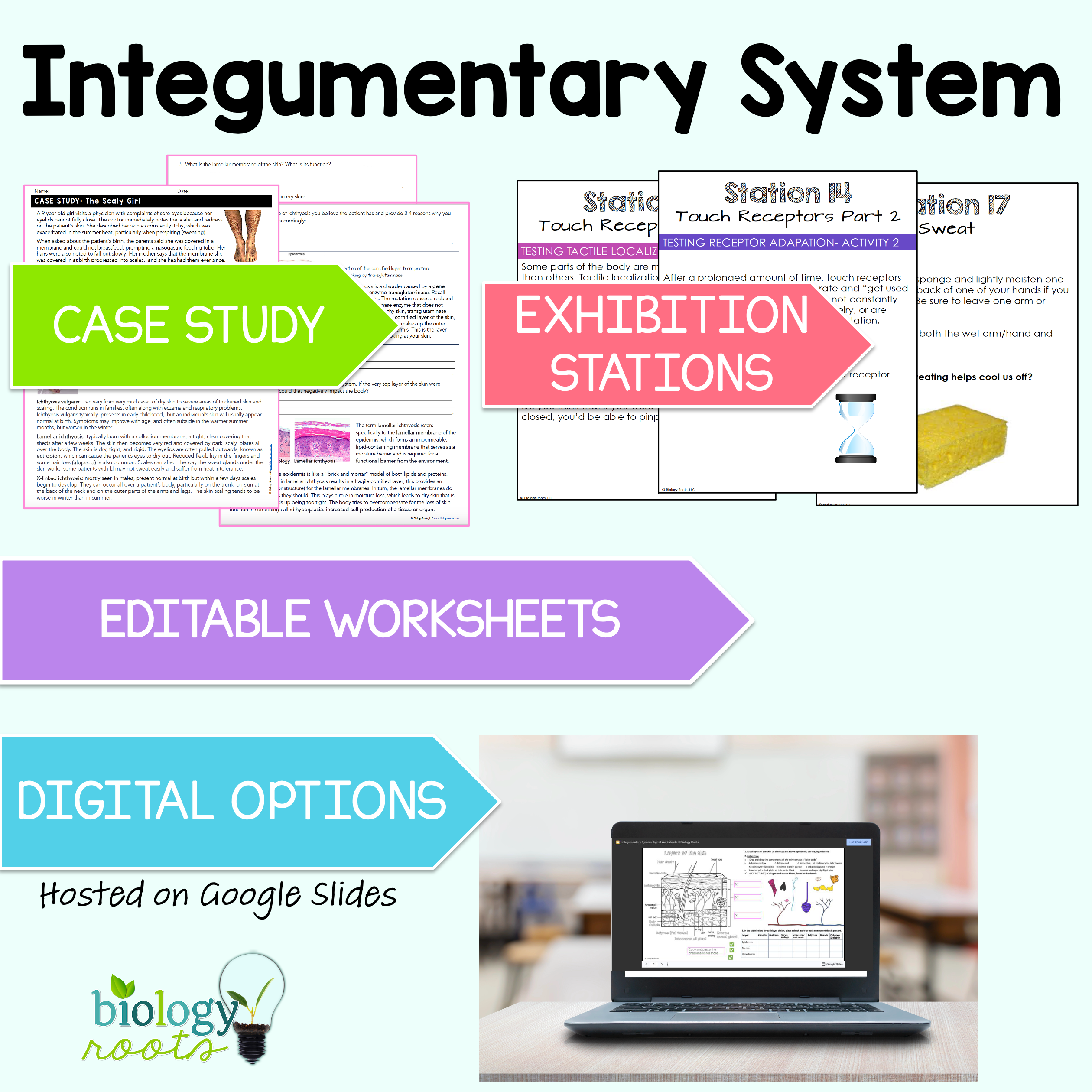 Integumentary System Unit Bundle - Image 4