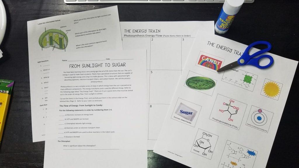 biology curriculum cut and paste