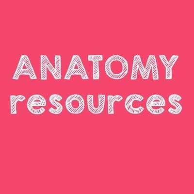Anatomy